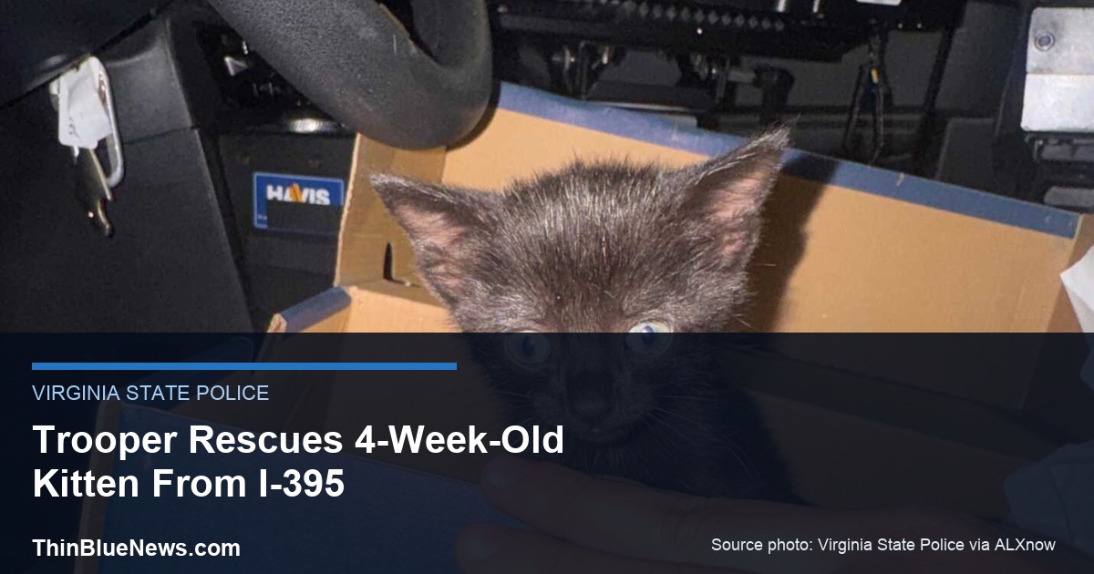 Virginia State Police source photo via ALXnow showing a rescued 4-week-old kitten in a cardboard box after a state trooper retrieved it from I-395 in Alexandria, with ThinBlueNews headline overlay
