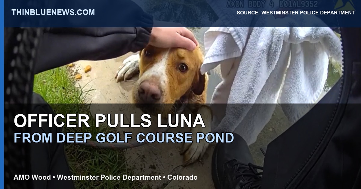 Westminster Police Department source image from bodycam/video showing Luna the dog during a golf course pond rescue; ThinBlueNews added headline and source labeling.