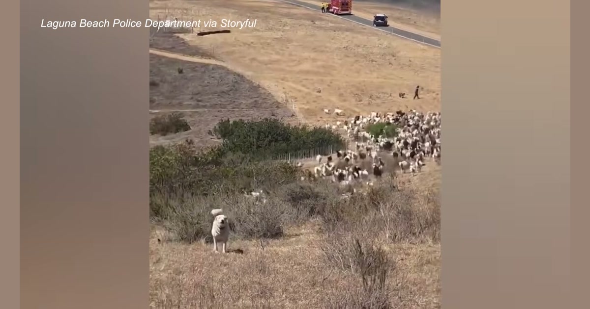 True Laguna Beach Police Department drone-video frame showing a white sheepdog moving ahead of a goat herd while first responders clear a foothill trail