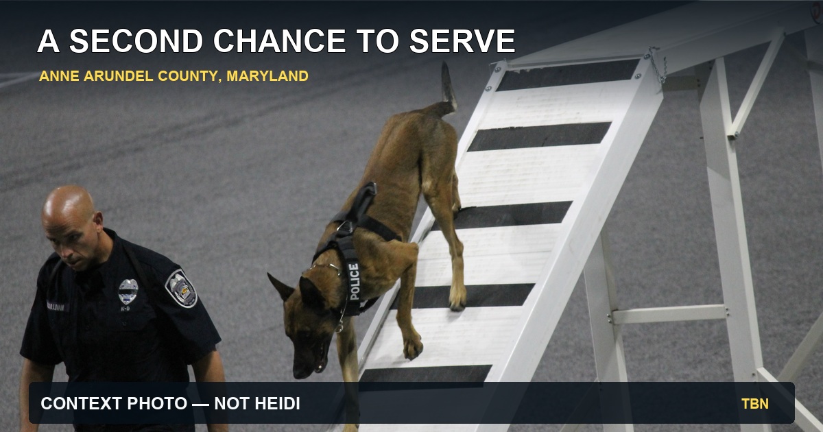 Contextual licensed photograph of a police K-9 descending an agility ramp beside a handler, labeled A Second Chance to Serve; the dog shown is not K-9 Heidi.