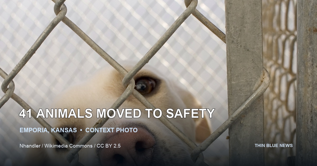 Licensed contextual photograph of a shelter dog behind a chain-link enclosure, labeled 41 Animals Moved to Safety and clearly marked as a context photo.