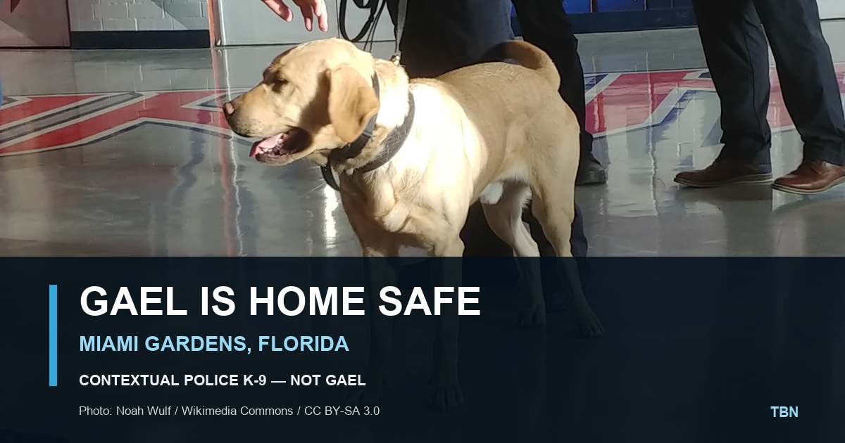 A contextual photograph of a yellow Labrador police K-9 with the words Gael Is Home Safe and a clear label that the dog pictured is not Gael.