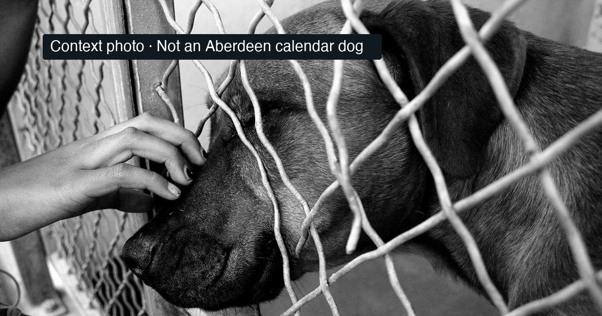 Contextual black-and-white shelter-dog photograph with a hand reaching through a fence; not an Aberdeen officer's dog or a calendar photograph.